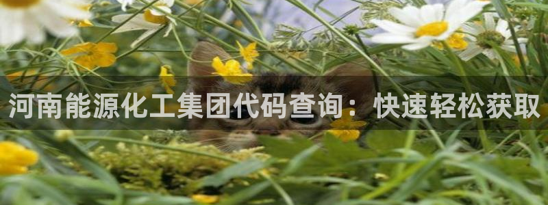 球盟会能退钱吗知乎：河南能源化工集团代码查询：快速轻松获取